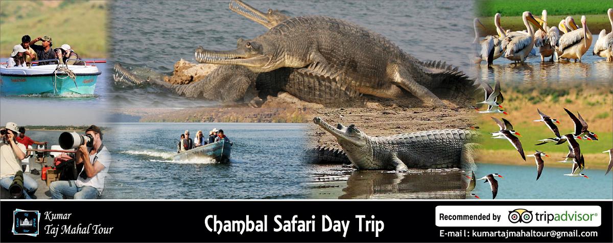 Chambal Safari
