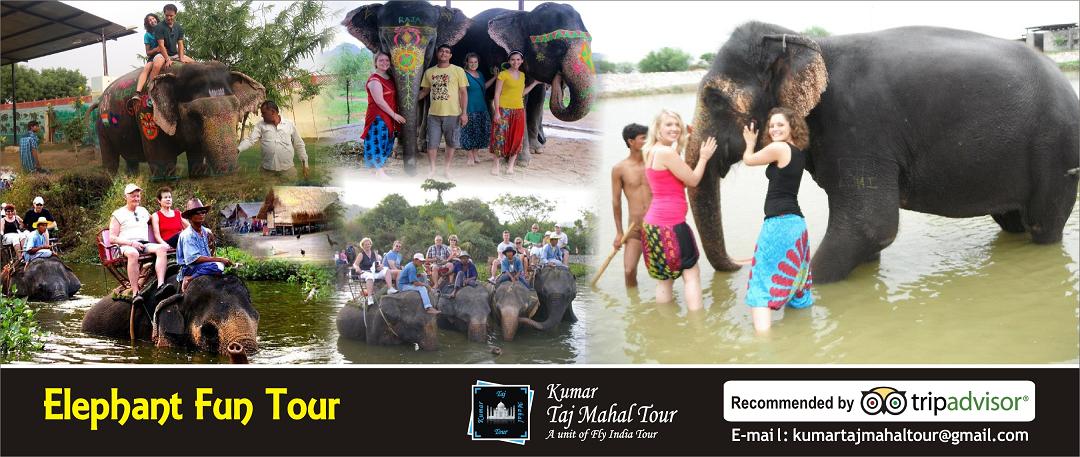 Elephant Fun