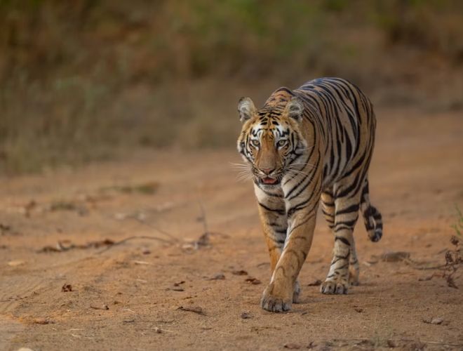 Golden Triangle with Ranthambore